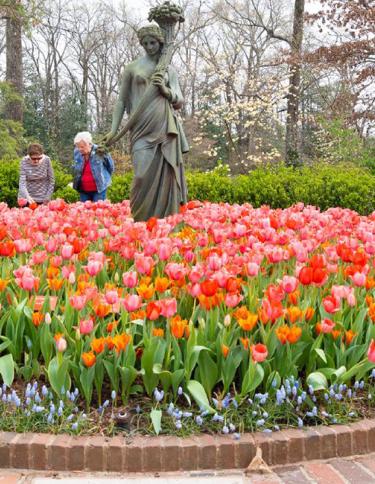 Guests enjoying the tulips blooming around a statue at Dixon Gallery & Gardens. 