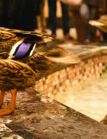 A duck on the ledge of the fountain with more swimming within it at The Peabody Memphis.