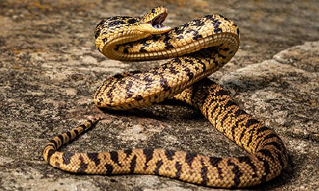 Snake | Memphis Zoo