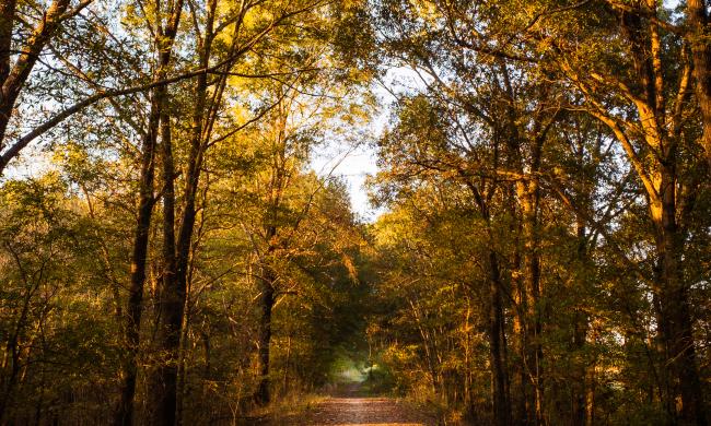 walking path leading through Lucius Burch during fall