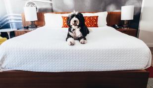 Hotel Indigo Pet Friendly / @TravelingNewlyweds